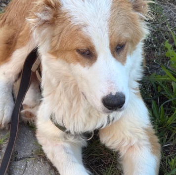 Собаки в добрые руки - Балу - 2