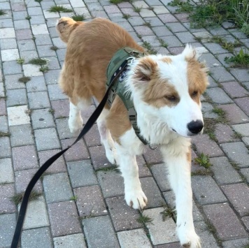 Собаки в добрые руки - Балу - 3