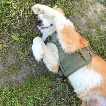 Собаки в добрые руки - Балу - 4