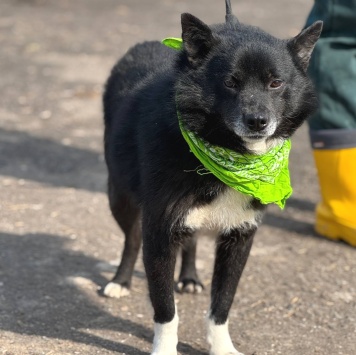 Собаки в добрые руки - Уголёк