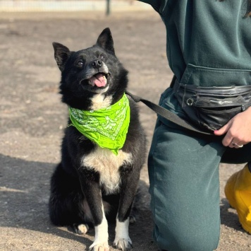 Собаки в добрые руки - Уголёк - 1