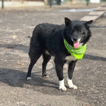 Собаки в добрые руки - Уголёк - 3