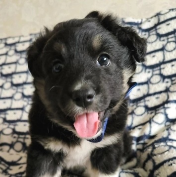 Собаки в добрые руки - Девочка