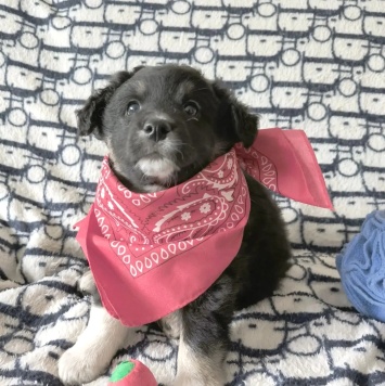 Собаки в добрые руки - Девочка - 1