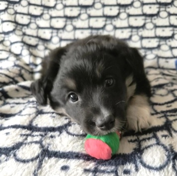 Собаки в добрые руки - Девочка - 2