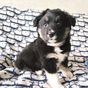 Собаки в добрые руки - Девочка - 3