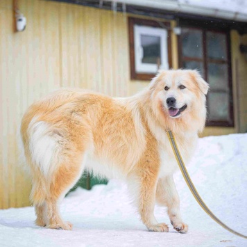 Уля - Собаки в добрые руки