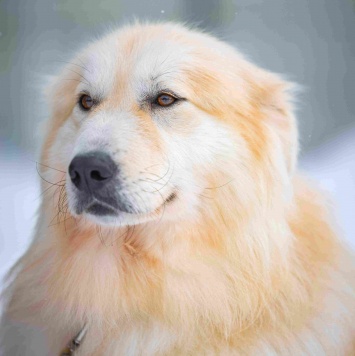 Собаки в добрые руки - Уля - 1