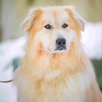 Собаки в добрые руки - Уля - 2