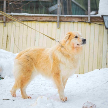 Собаки в добрые руки - Уля - 3