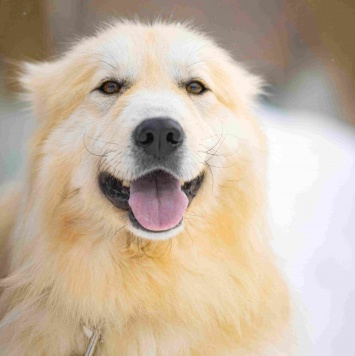 Собаки в добрые руки - Уля - 4