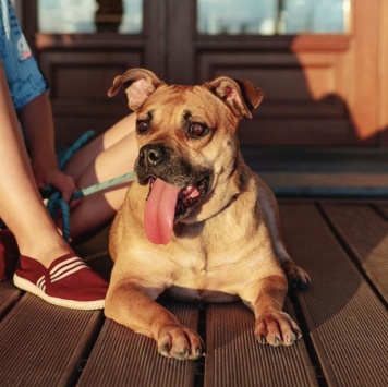 Собаки в добрые руки - Джуди