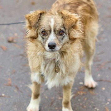 Собаки в добрые руки - Ася