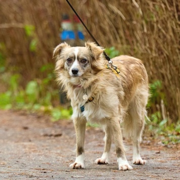 Собаки в добрые руки - Ася - 1