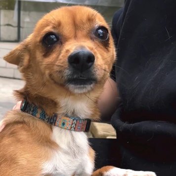 Собаки в добрые руки - Тимоша