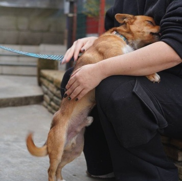 Собаки в добрые руки - Тимоша - 1