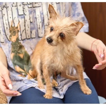 Собаки в добрые руки - Дуся