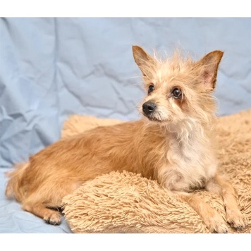 Собаки в добрые руки - Дуся - 1