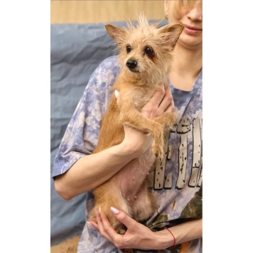 Собаки в добрые руки - Дуся - 2