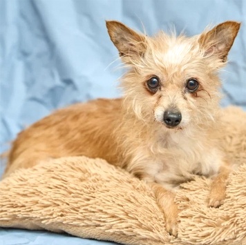 Собаки в добрые руки - Дуся - 3