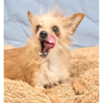 Собаки в добрые руки - Дуся - 4