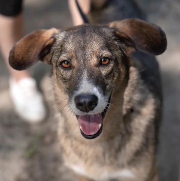 Боня - Собаки в добрые руки