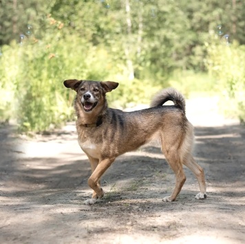 Собаки в добрые руки - Боня - 2