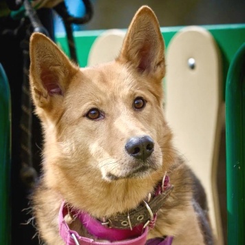 Собаки в добрые руки - Джек