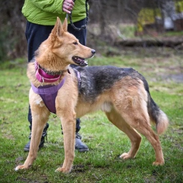 Собаки в добрые руки - Джек - 1