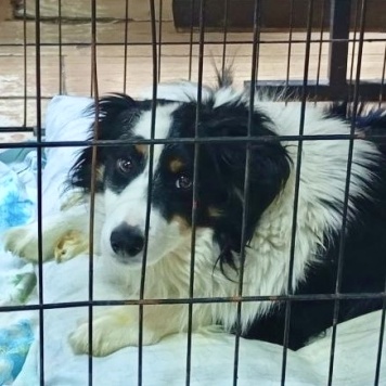 Собаки в добрые руки - Майор