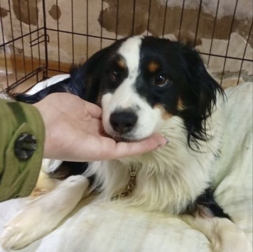 Собаки в добрые руки - Майор - 1