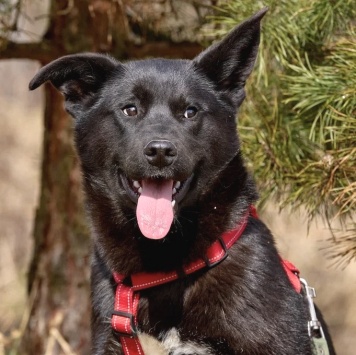 Собаки в добрые руки - Рэм