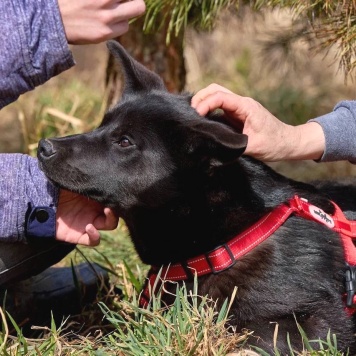 Собаки в добрые руки - Рэм - 1