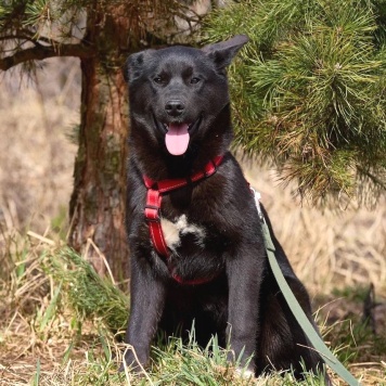Собаки в добрые руки - Рэм - 2