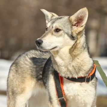 Собаки в добрые руки - Юна