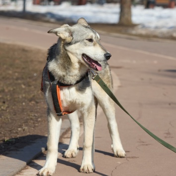 Собаки в добрые руки - Юна - 1