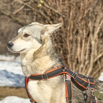 Собаки в добрые руки - Юна - 2