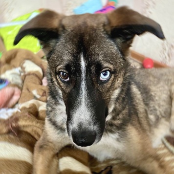 Собаки в добрые руки - Уна