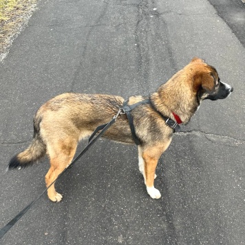 Собаки в добрые руки - Уна - 1