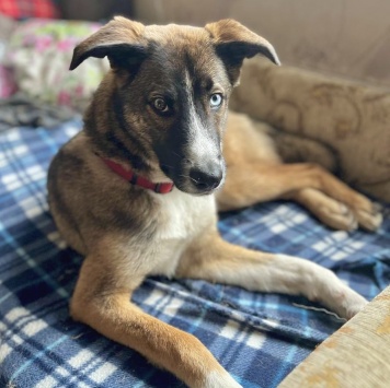 Собаки в добрые руки - Уна - 2