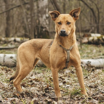 Собаки в добрые руки - Ясма