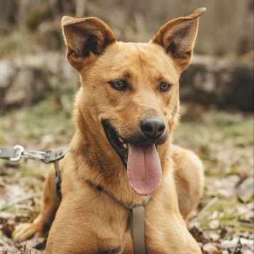 Собаки в добрые руки - Ясма - 1