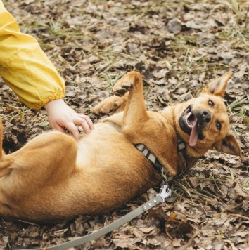 Собаки в добрые руки - Ясма - 2