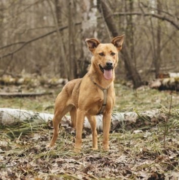 Собаки в добрые руки - Ясма - 3