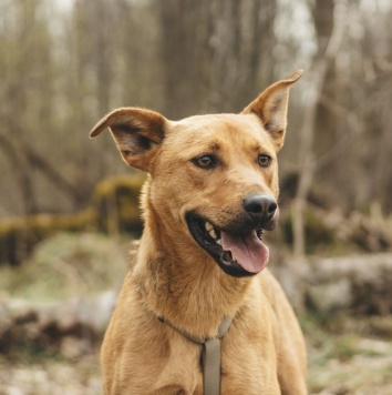 Собаки в добрые руки - Ясма - 4