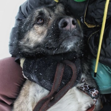 Собаки в добрые руки - Лайла