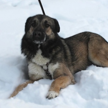 Собаки в добрые руки - Лайла - 1