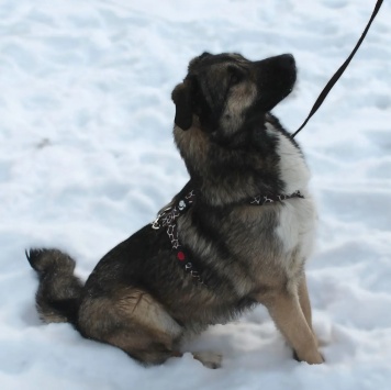 Собаки в добрые руки - Лайла - 2