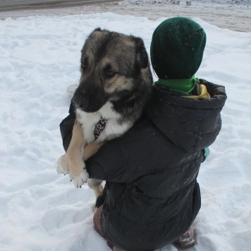Собаки в добрые руки - Лайла - 3