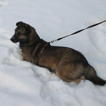 Собаки в добрые руки - Лайла - 4